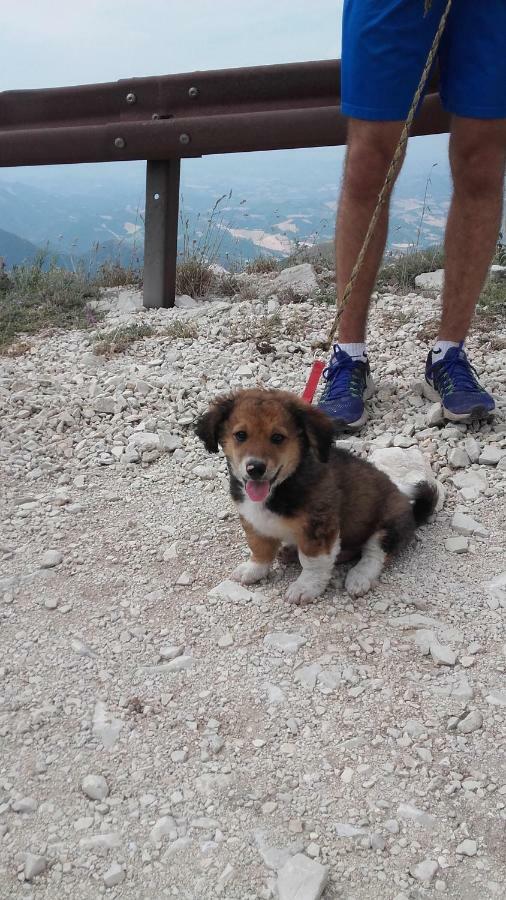 B&B Il Sicomoro Montecarotto Esterno foto